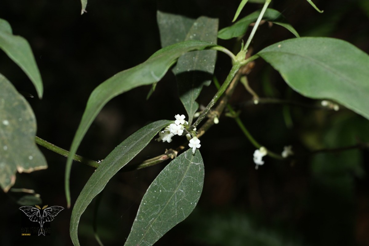 Hedyotis fumata Alston